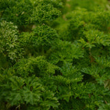 Curled Parsley Seeds