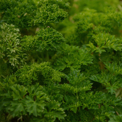 Curled Parsley Seeds