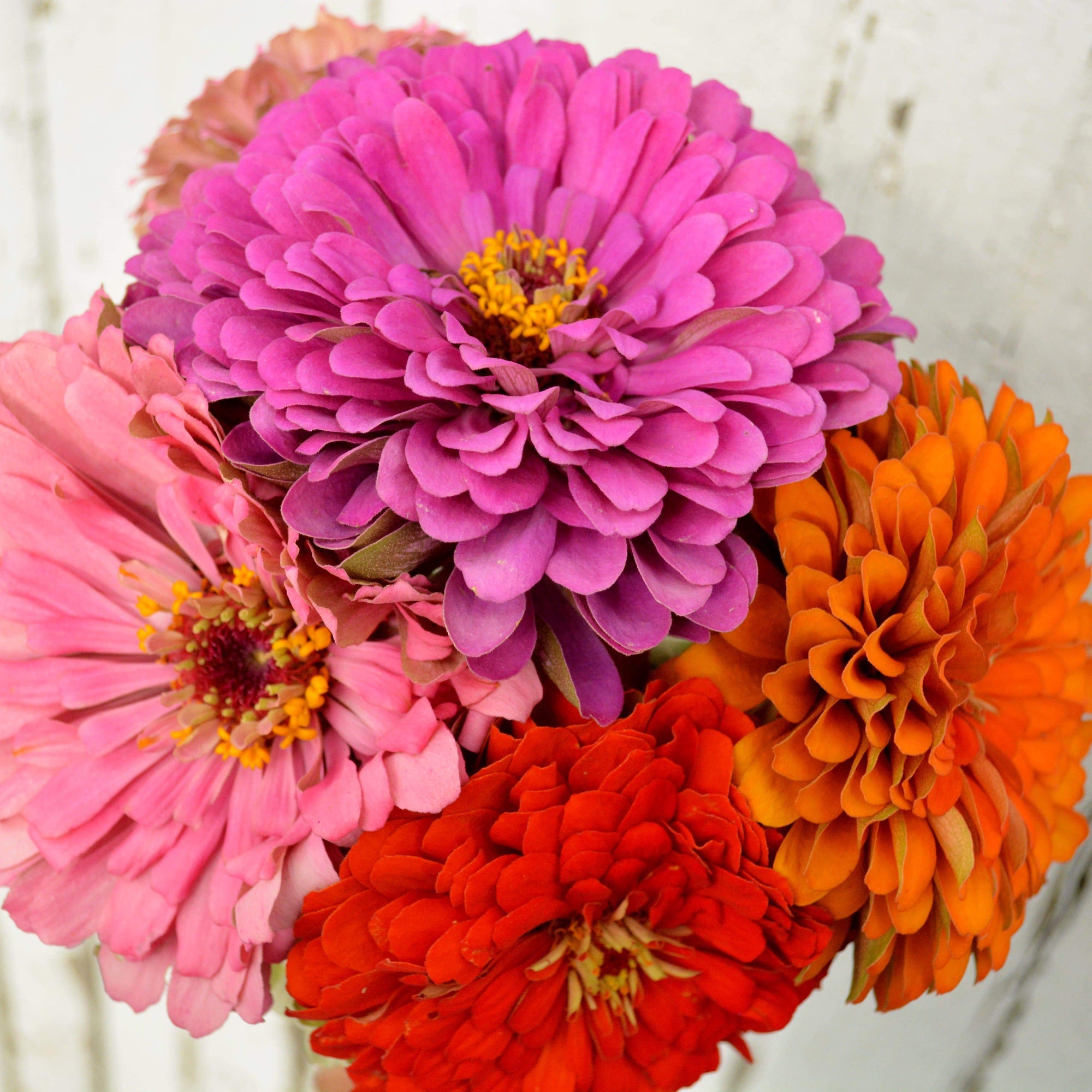 dahlia zinnia seeds Dahlia Flowered Zinnia Mix, Packet (100 Seeds)