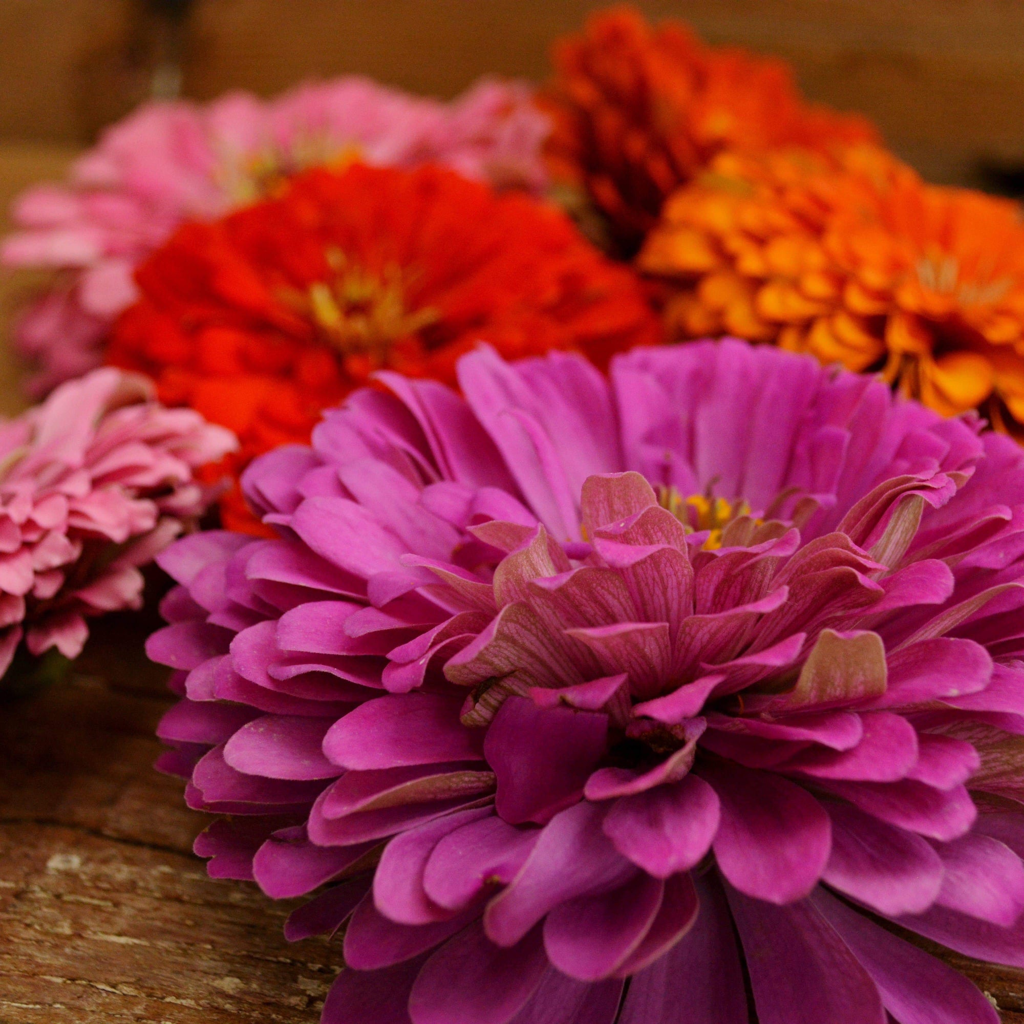 dahlia zinnia seeds Dahlia Flowered Zinnia Mix, Packet (100 Seeds)