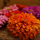 Dahlia Flowered Zinnia Mix Seeds
