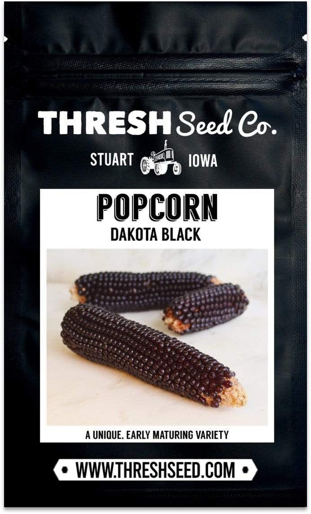 Dakota Black Popcorn Seeds