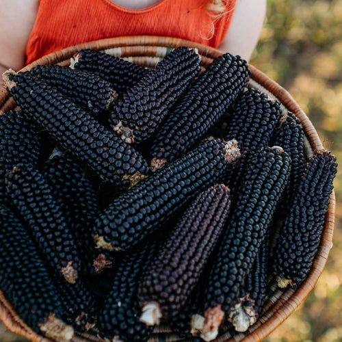 Heirloom Popcorn Seeds - Thresh Seed Co.