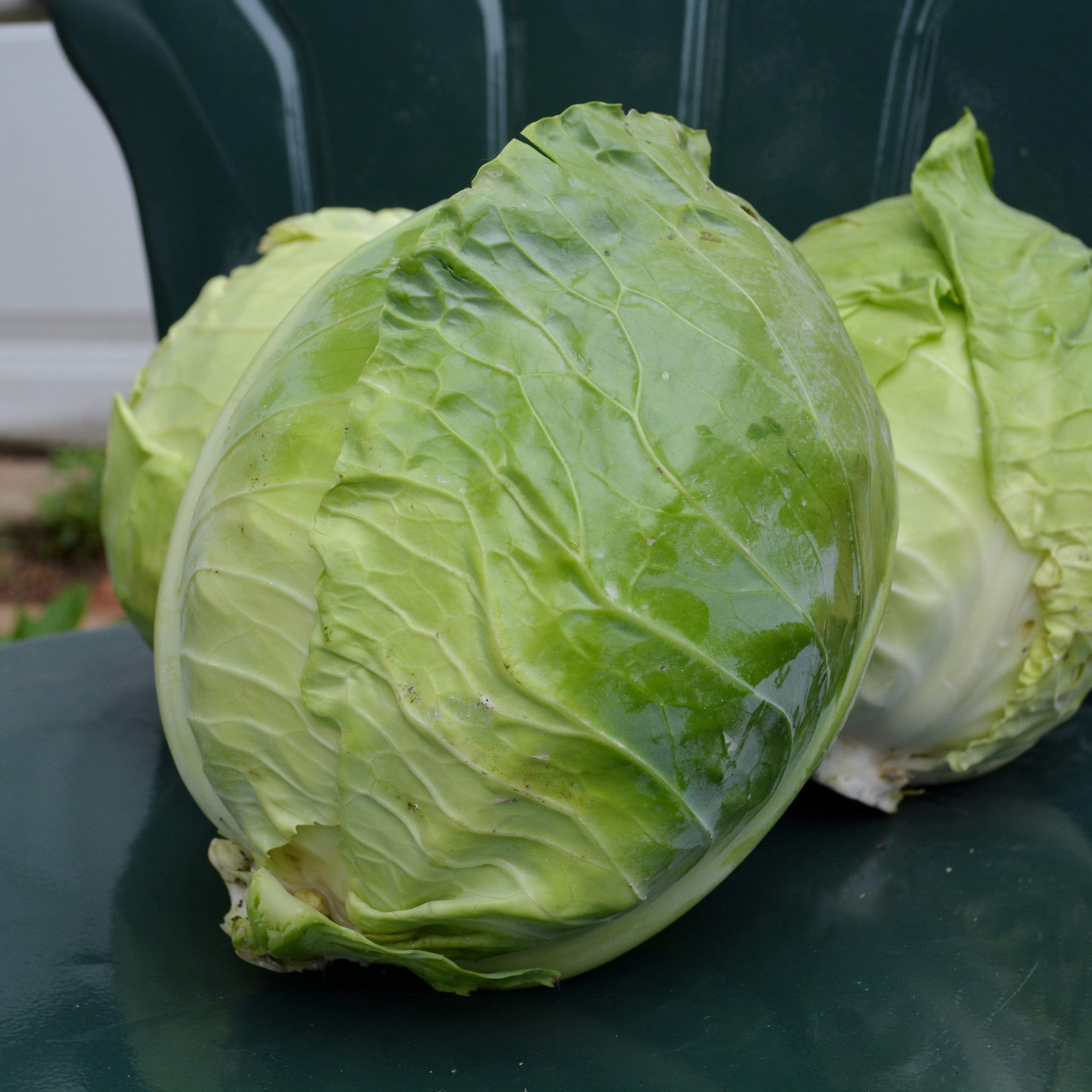 Danish Ballhead Cabbage