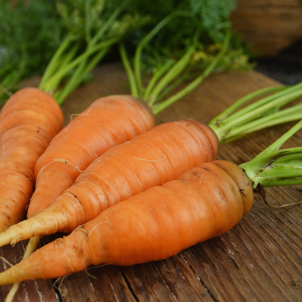 Danvers Heirloom Carrot