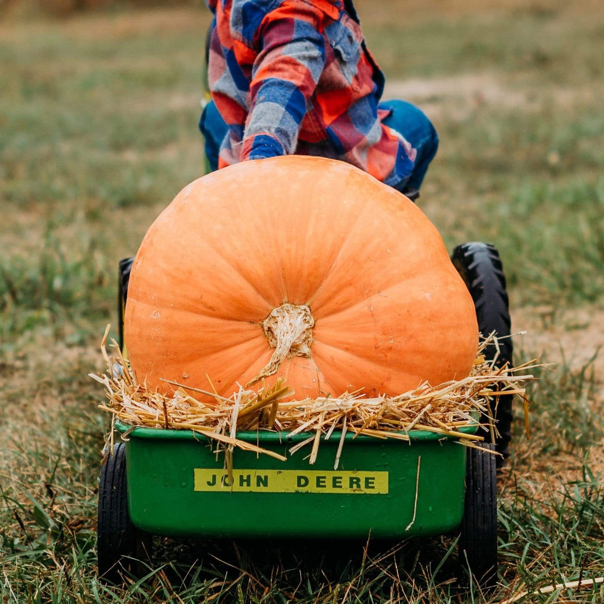 Atlantic Giant Pumpkin