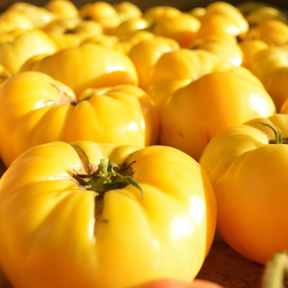 Dixie Golden Giant Tomato