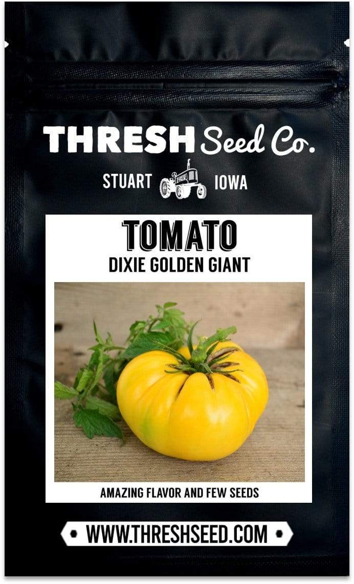 Dixie Golden Giant Tomato