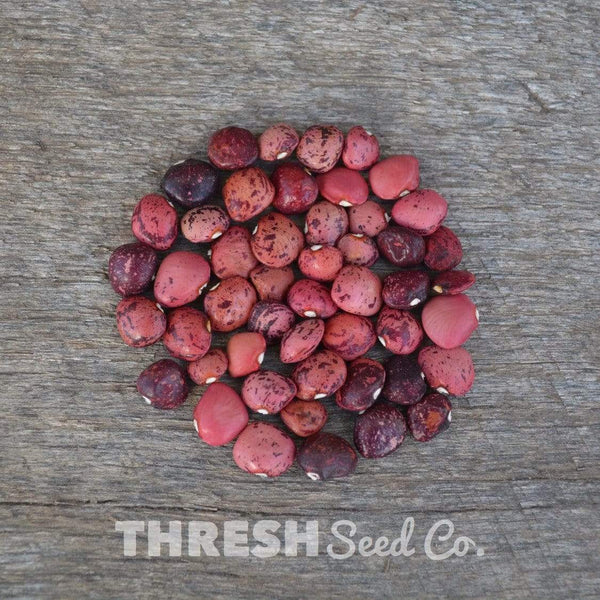Dixie Speckled Butterpea – Thresh Seed Co.