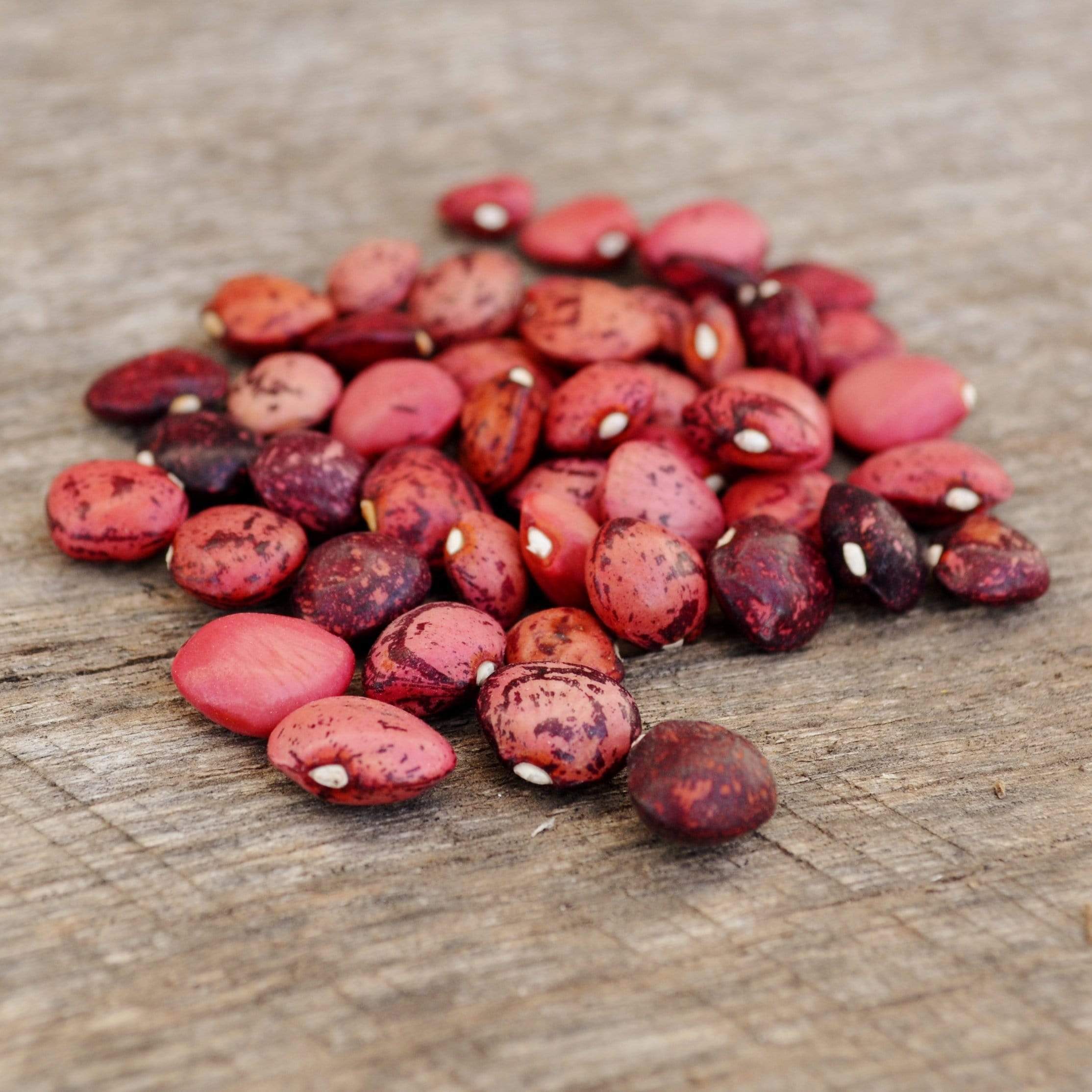 Dixie Speckled Butterpea seeds