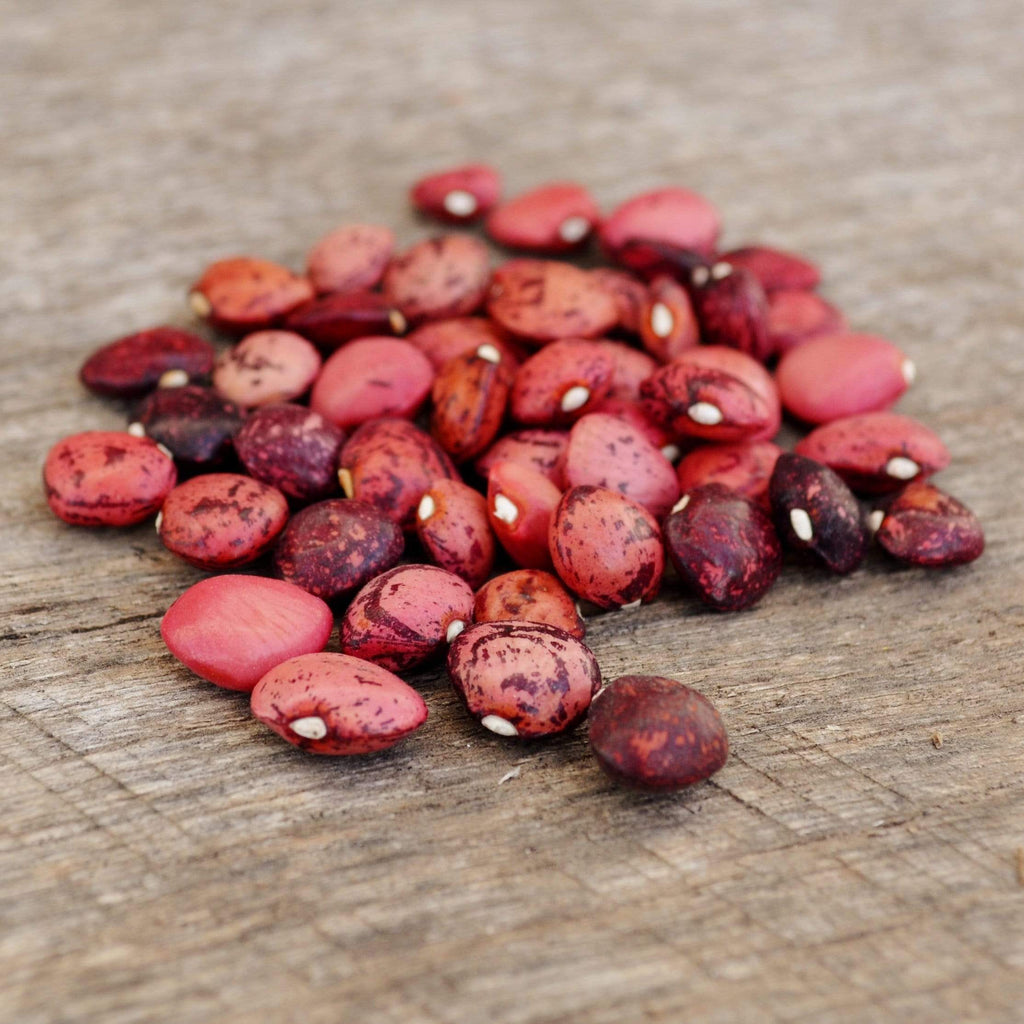 Dixie Speckled Butterpea seeds