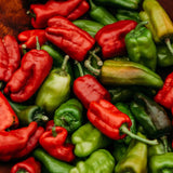 Dolmalik Biber Turkish Sweet Pepper