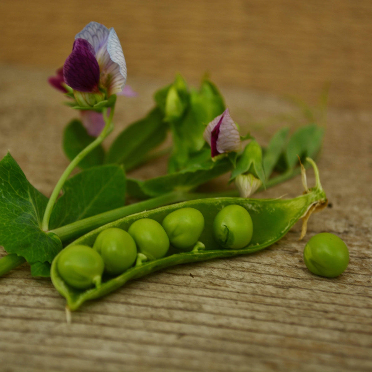 Dwarf Grey Sugar Snap Pea