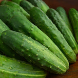 Early Fortune Heirloom Cucumber Seeds