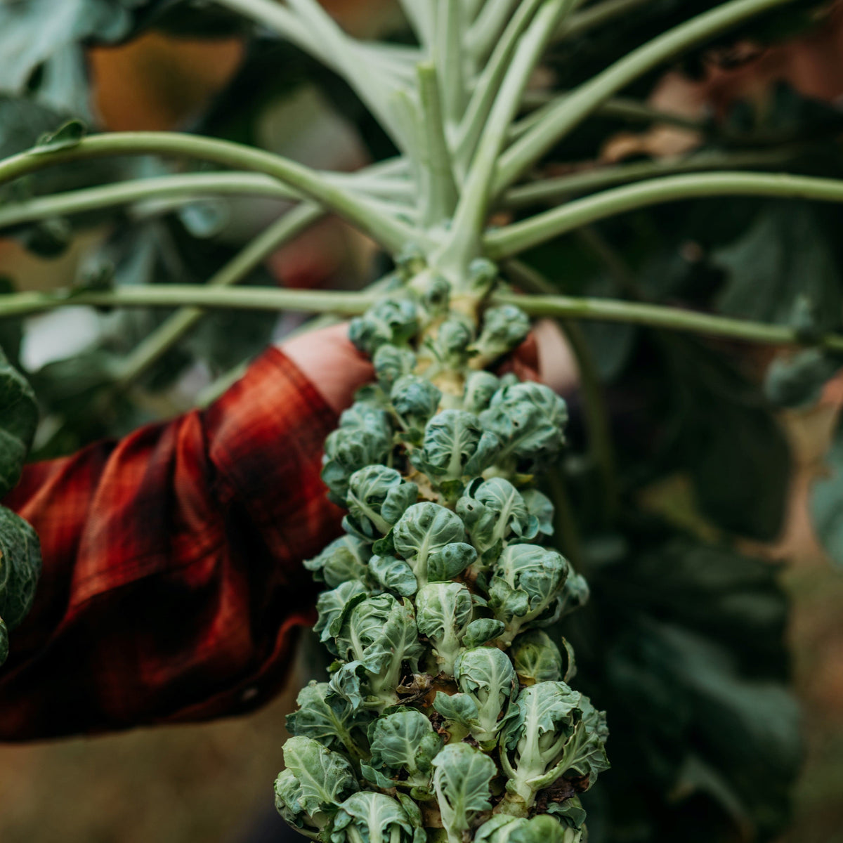 Early Half Tall Brussels Sprouts