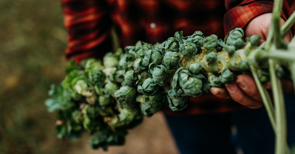 Early Half Tall Brussels Sprouts Seeds