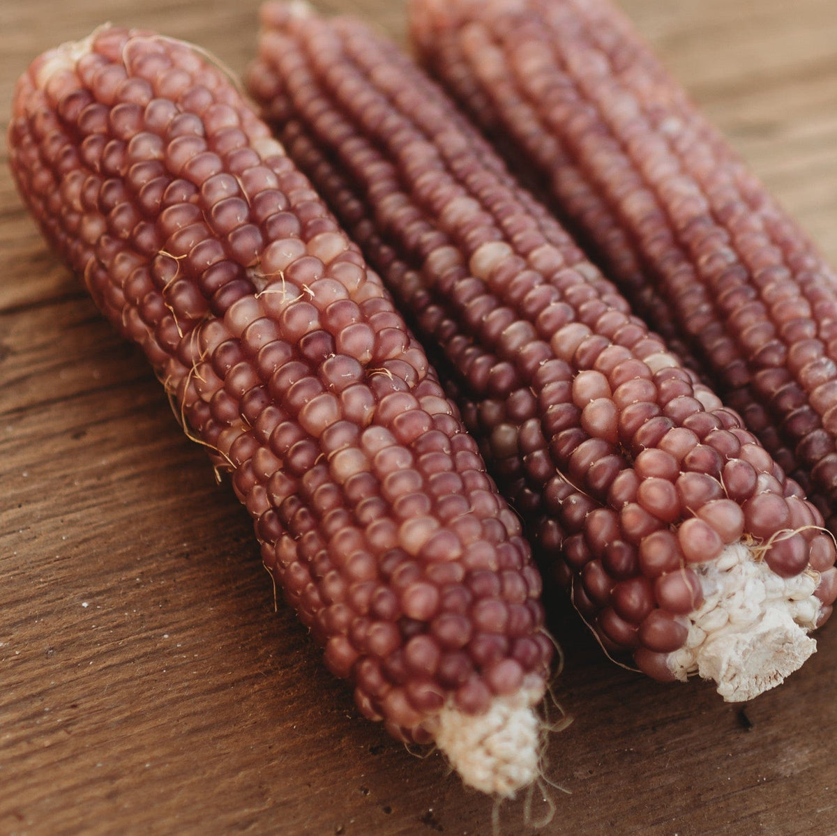 Early Pink Pearl Heirloom Popcorn