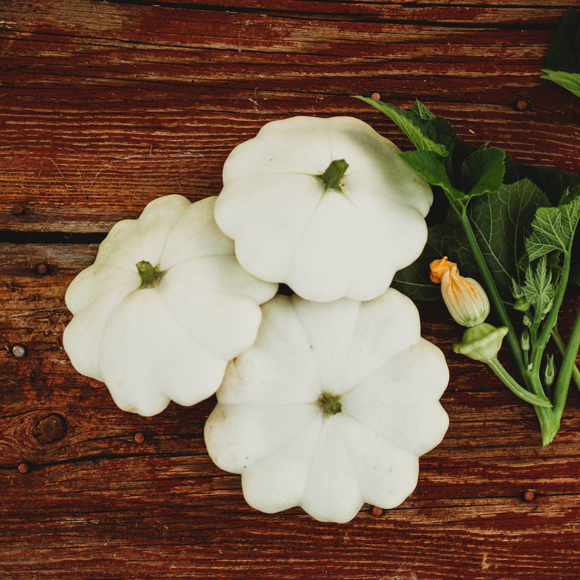 Early White Bush Scallop (White Patty Pan) Summer Squash