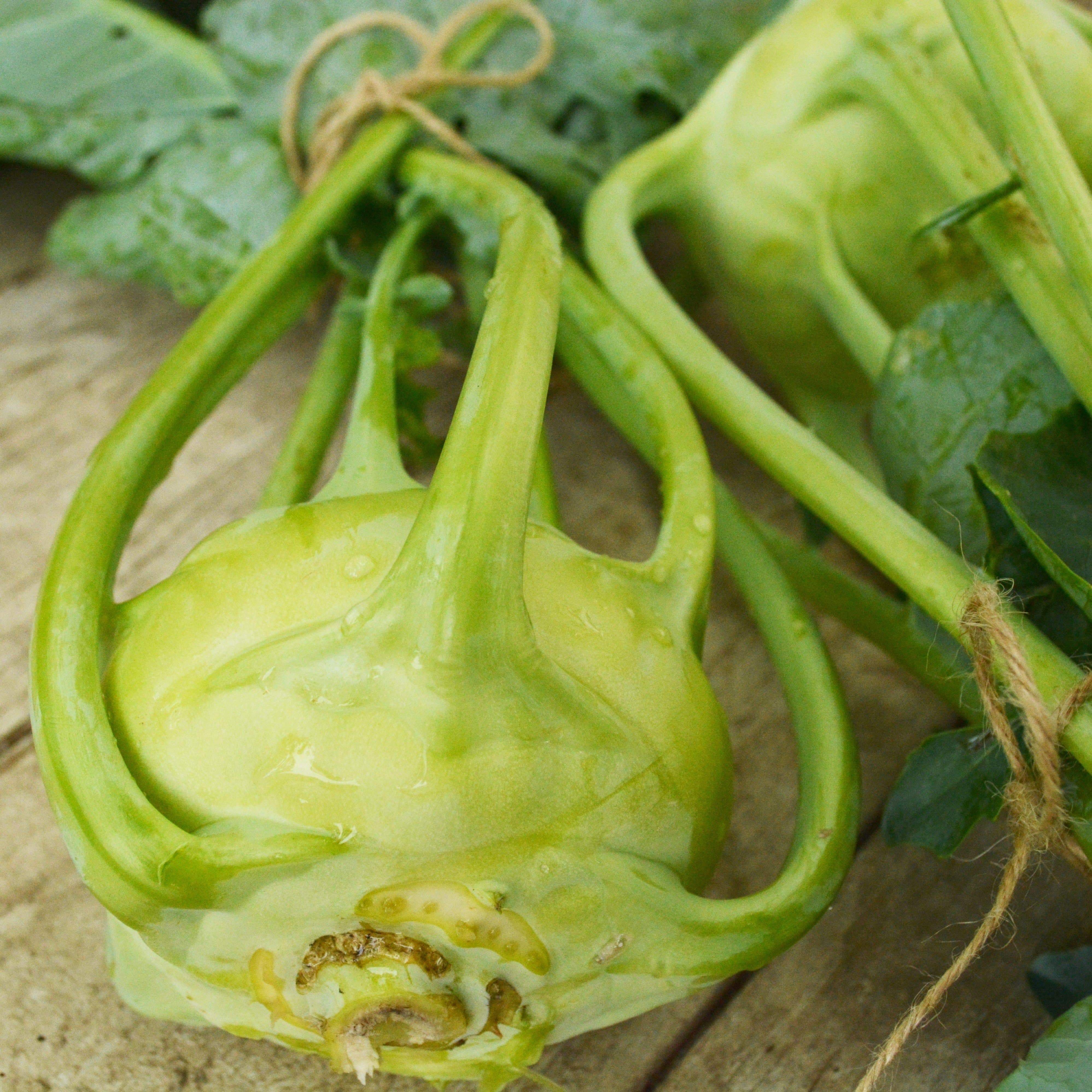 Early White Vienna Kohlrabi Seeds