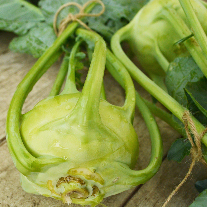 Early White Vienna Kohlrabi