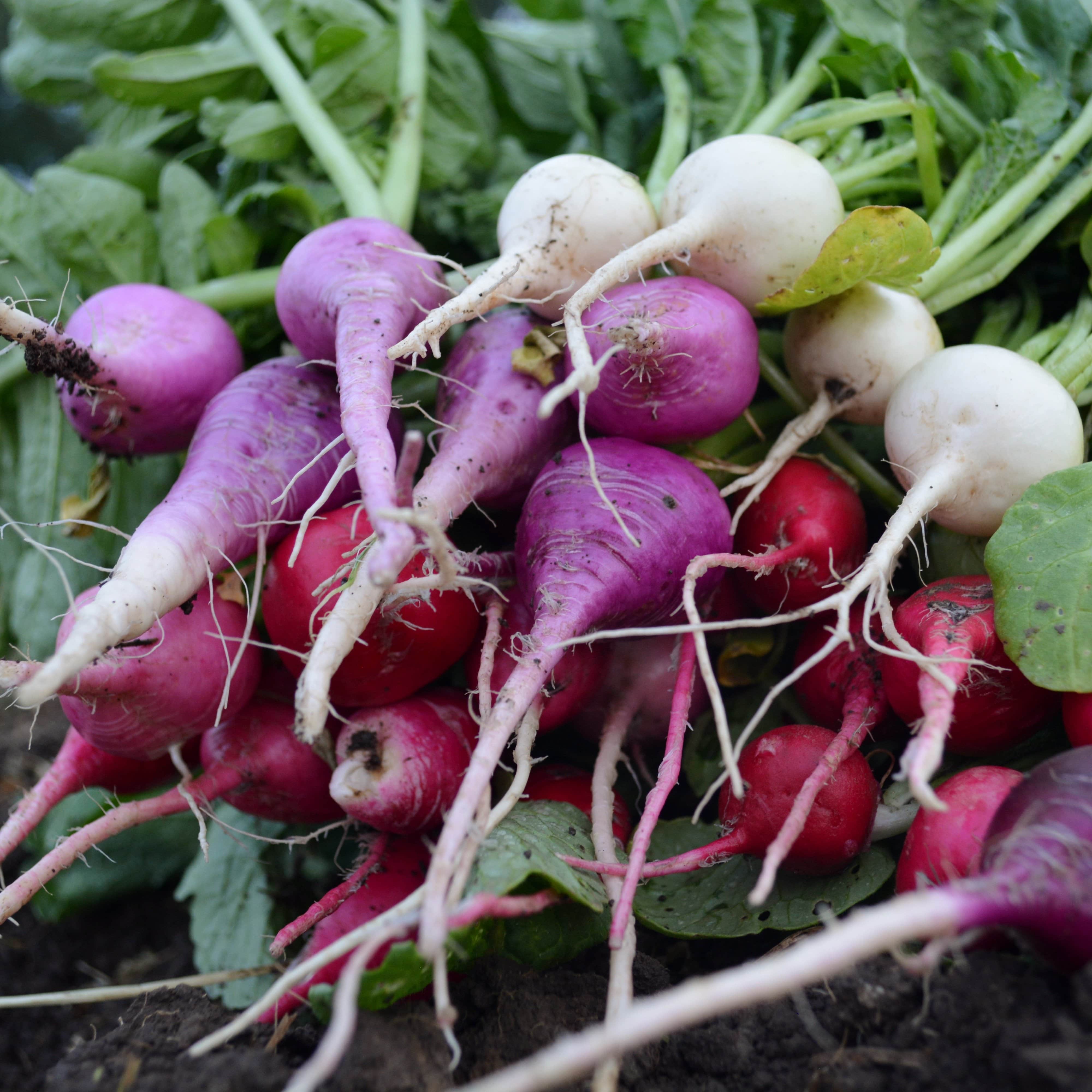 Easter Egg Radish Mix seeds
