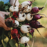 Easter Egg Radish Mix