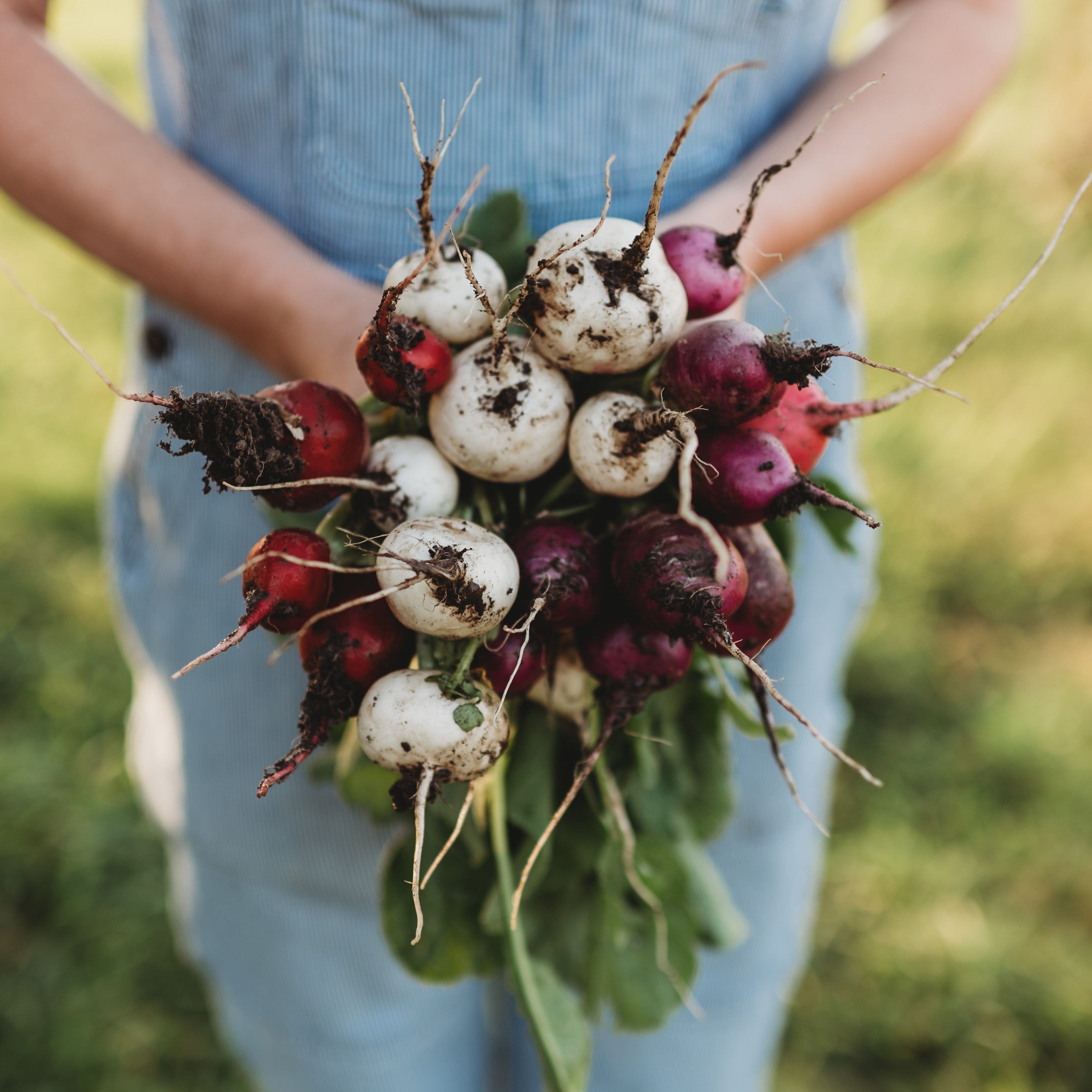 Easter Egg Radish Mix Seeds
