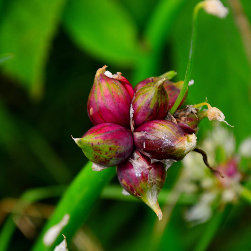 How to Grow Egyptian Walking Onions How to Grow Egyptian Walking Onions