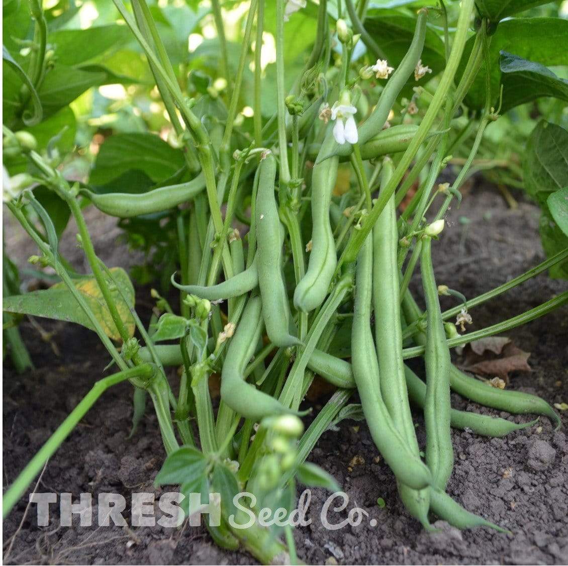 Empress Snap Green Bean