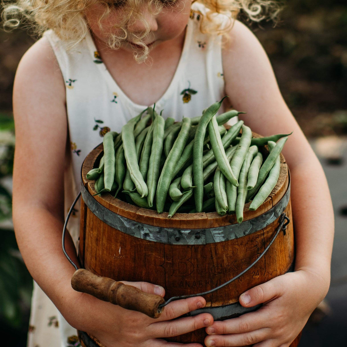 Empress Snap Green Bean