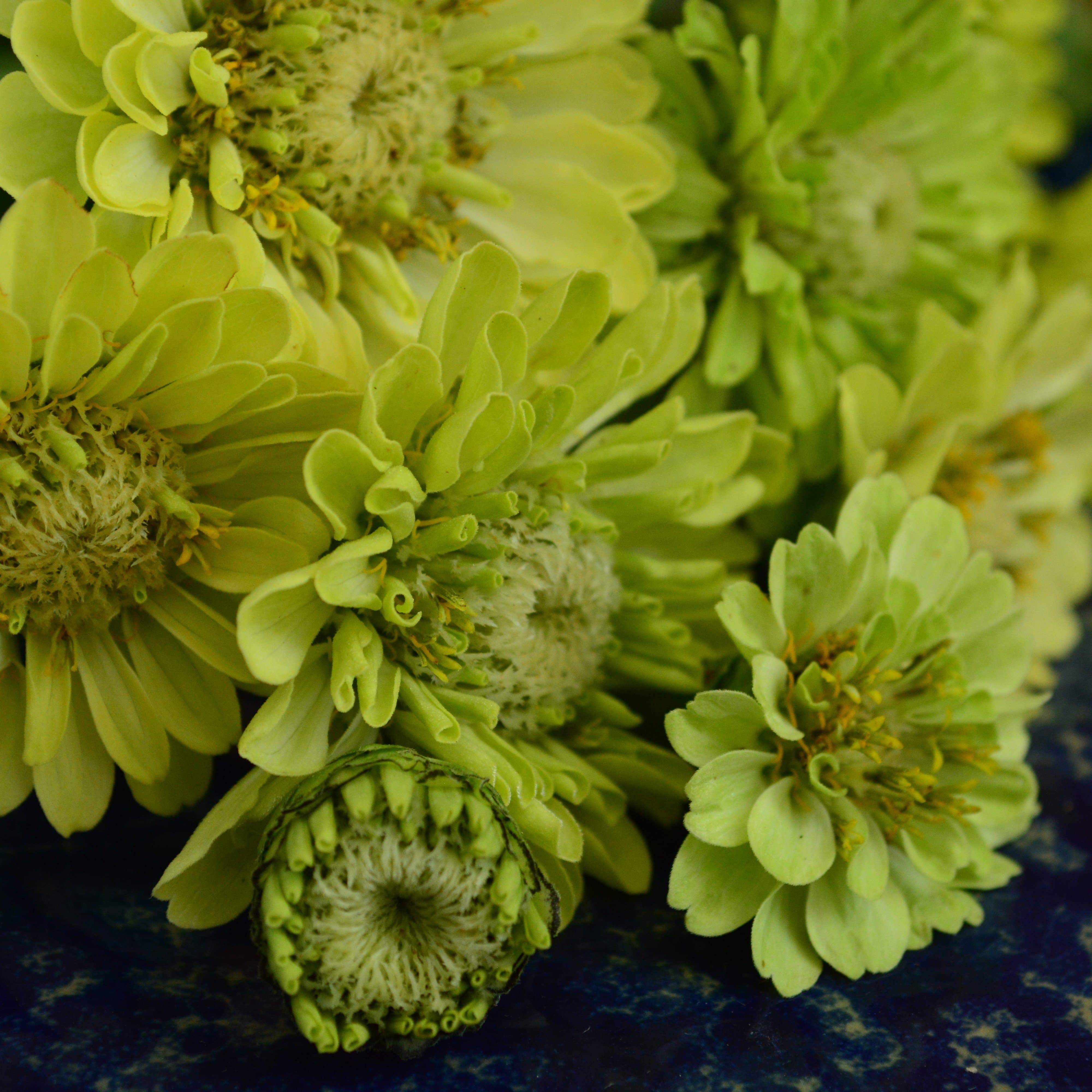 Envy Zinnia Seeds
