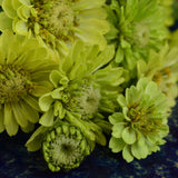 Envy Zinnia Seeds