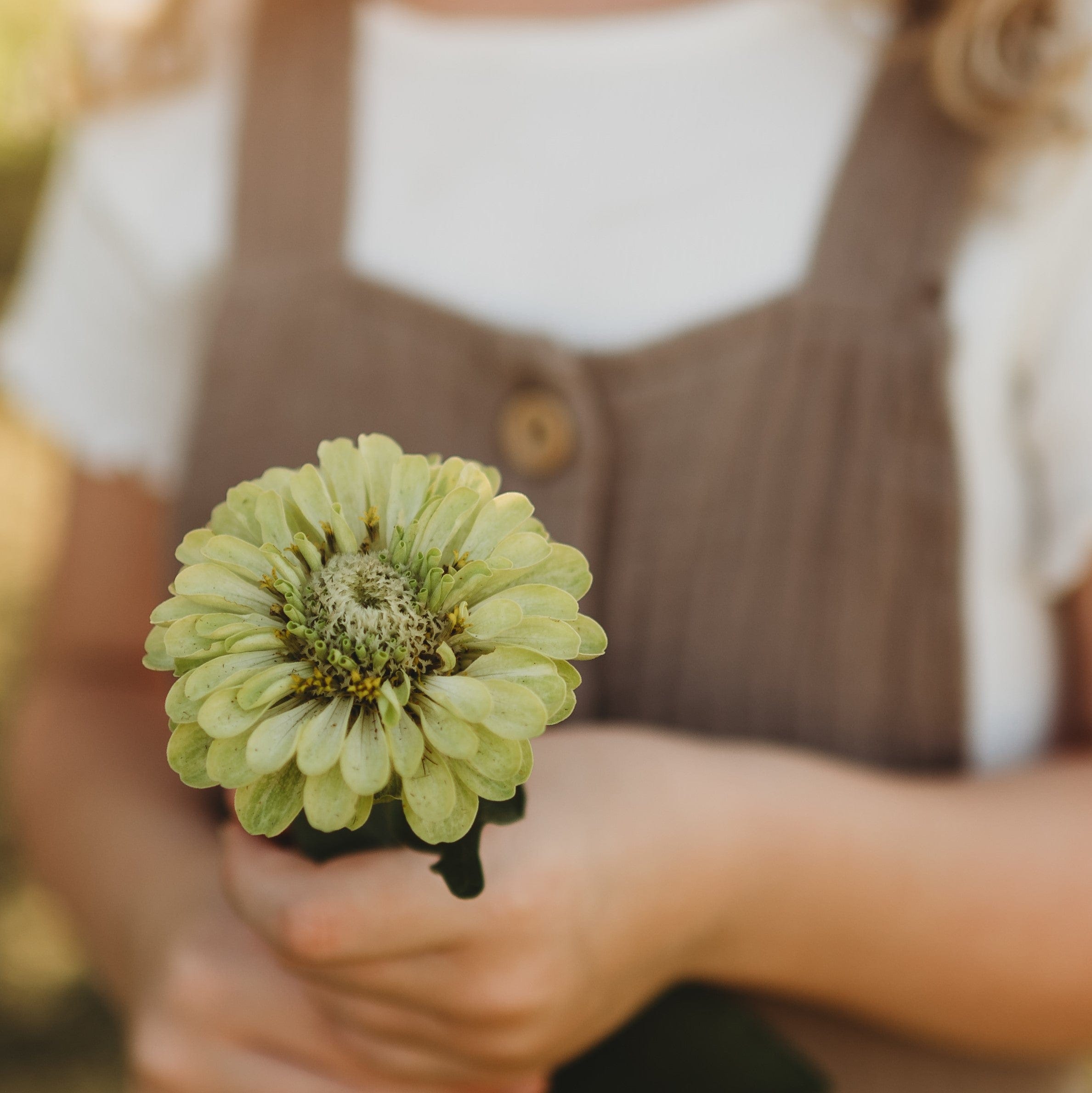 Envy Zinnia Seeds