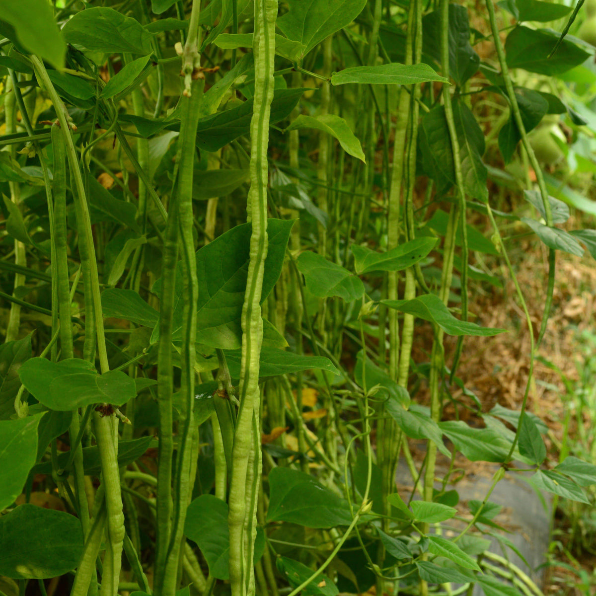 Fagiolini dell’occhio Yardlong Bean (Cowpea)