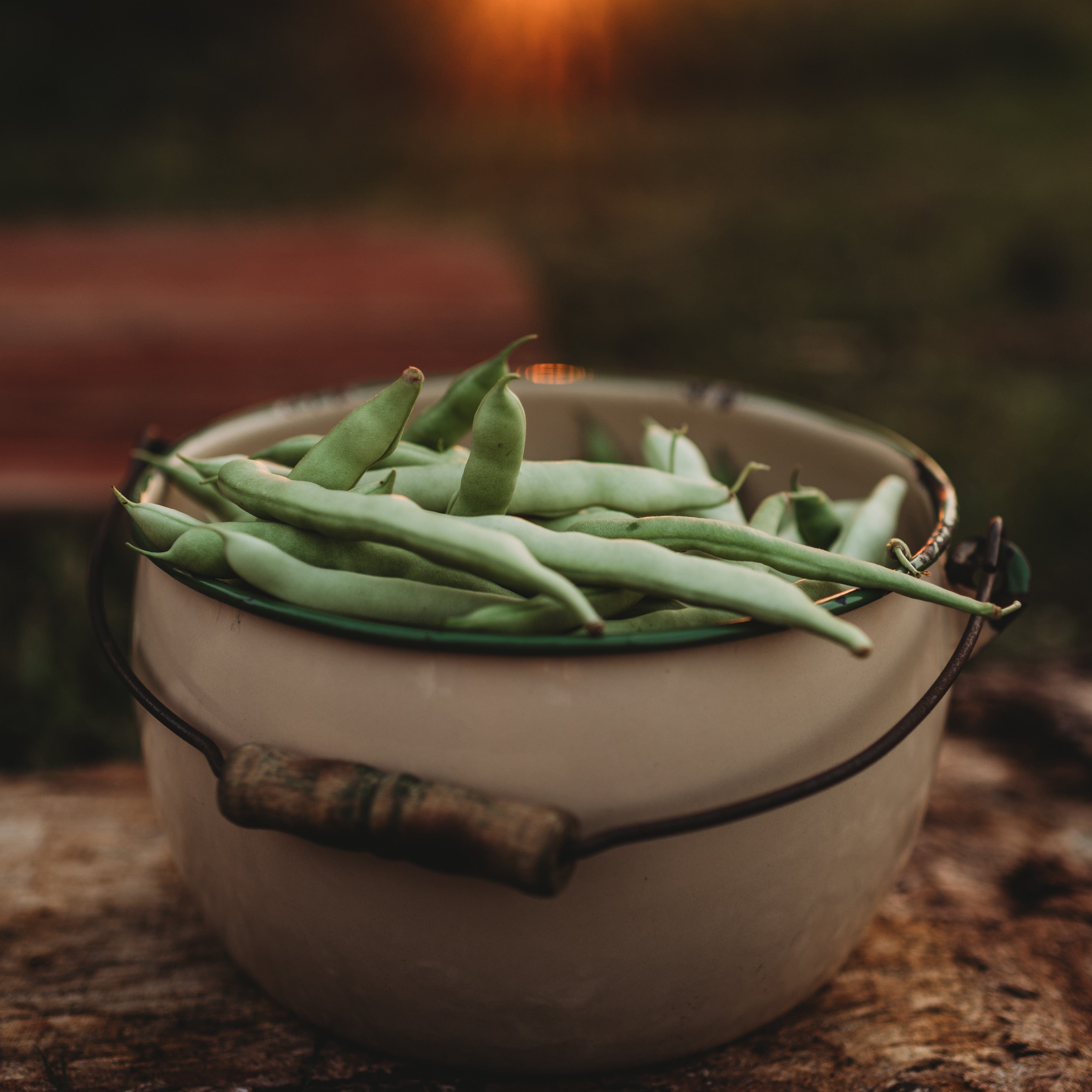 Fat Man Cornfield Snap/Green Bean Seeds
