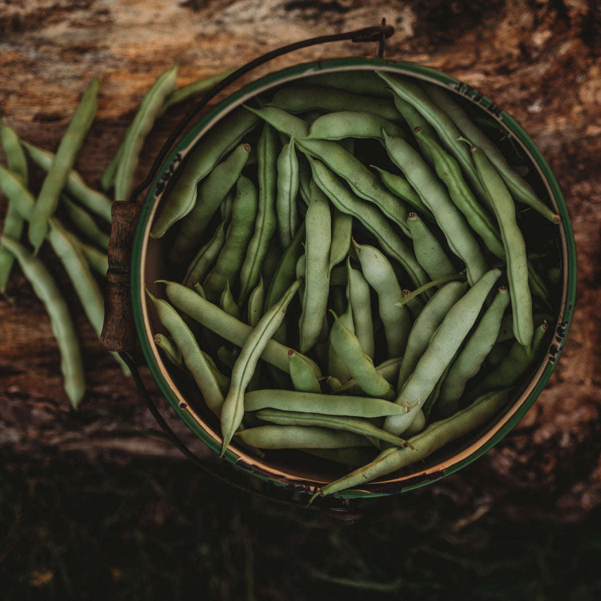 Fat Man Cornfield Snap/Green Bean