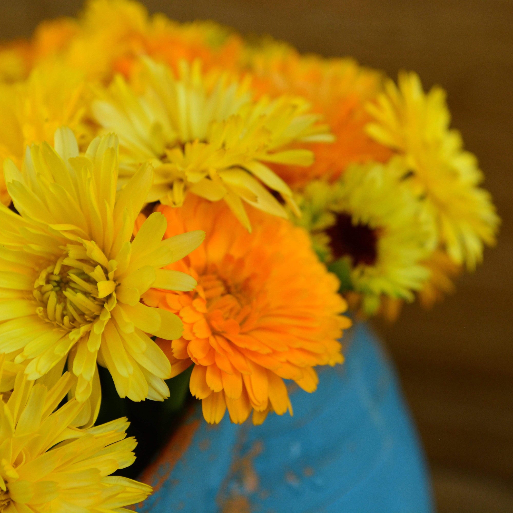 Semi Di Calendula Nano Fiesta Gitana Batlle - Per Giardino, Bordure E Fioriere - Foto 7