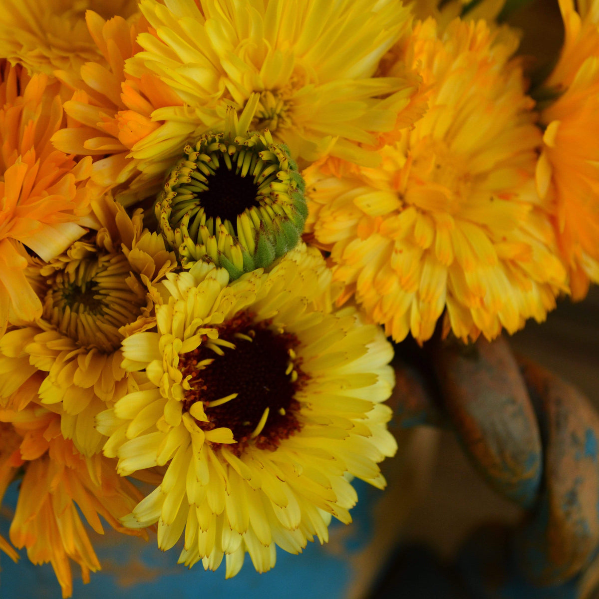 Fiesta Gitana Calendula