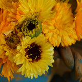 Fiesta Gitana Calendula Seeds