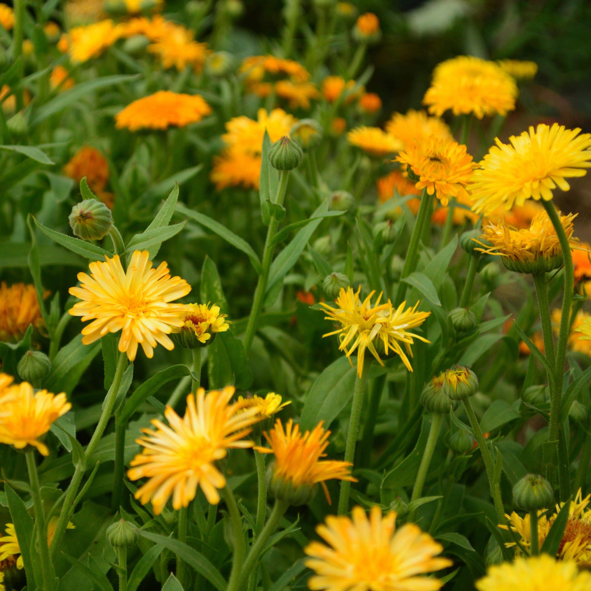 Fiesta Gitana Calendula