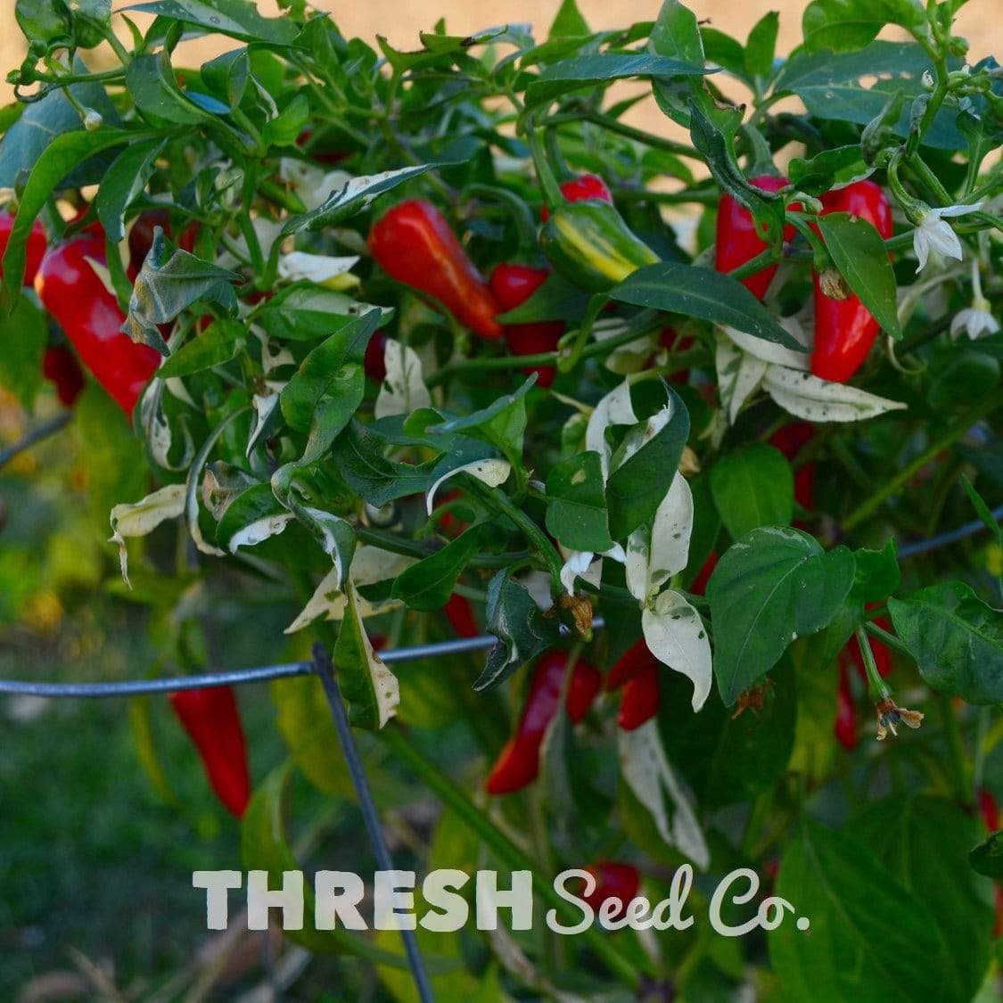 Growing Fish Chile Pepper