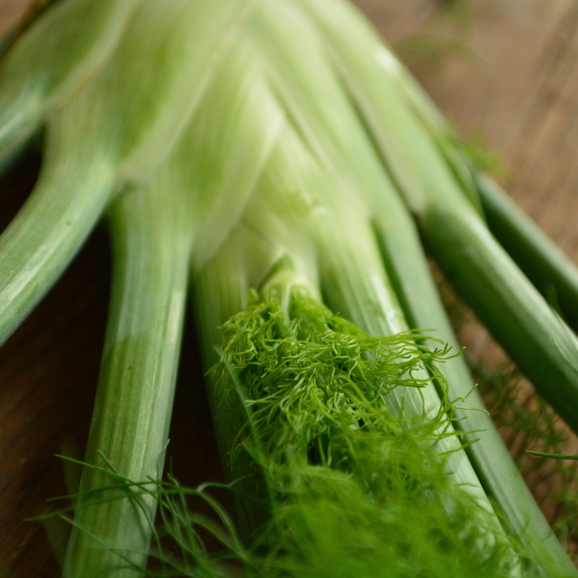 fennel seed plant Florence Fennel