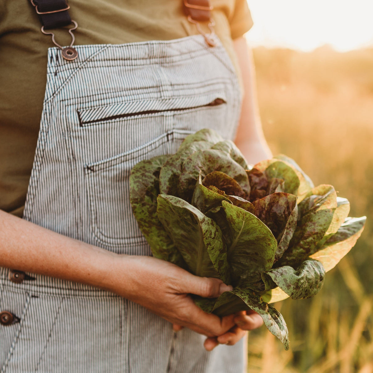 Freckles Romaine Lettuce