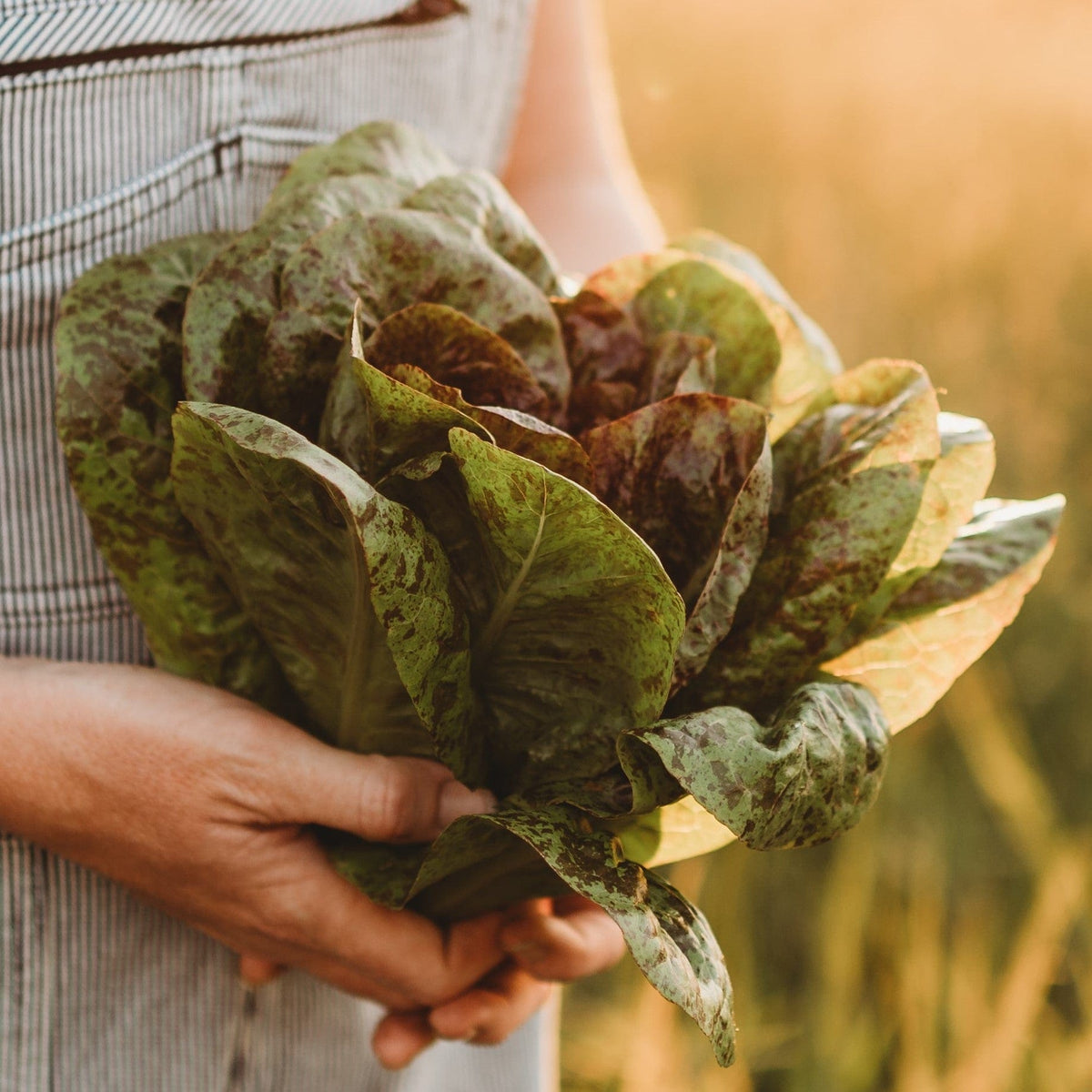 Freckles Romaine Lettuce