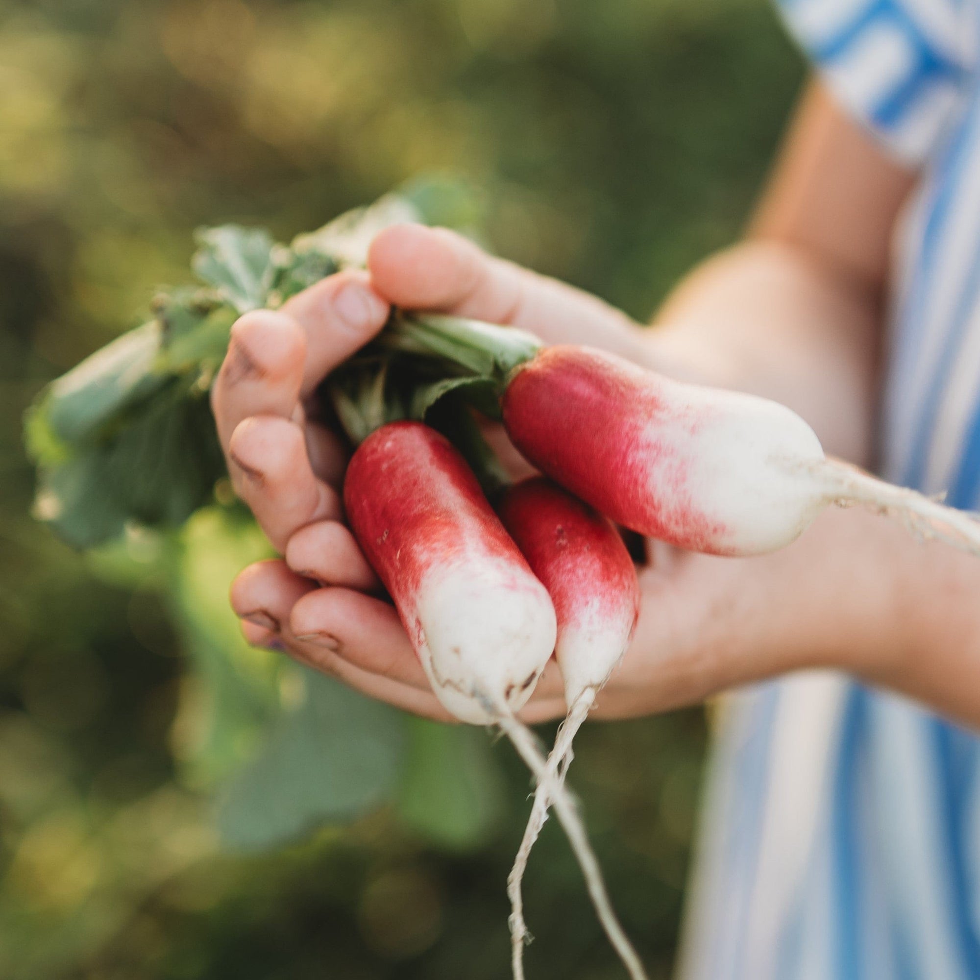 planting french breakfast radish seeds French Breakfast Radish, Packet (150 Seeds)
