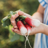 French Breakfast Radish