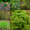 French Herb Collection