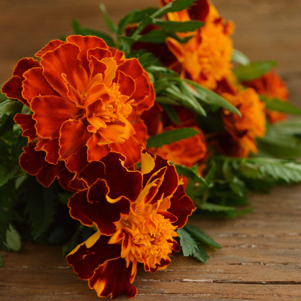 French Marigold Sparky Mix