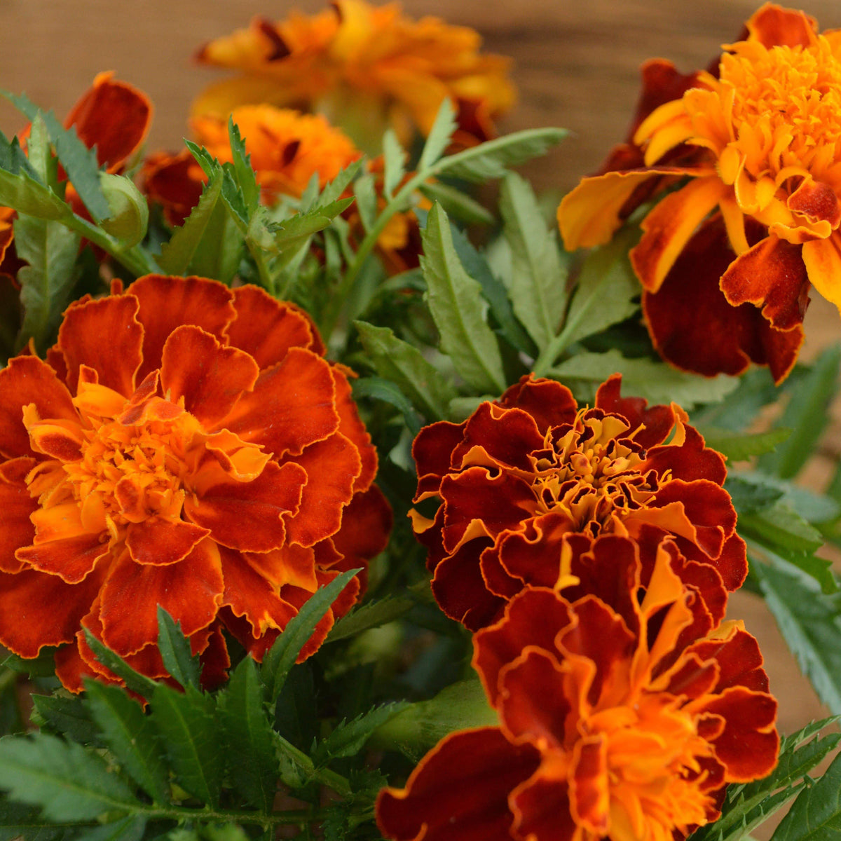 French Marigold Sparky Mix