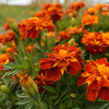 French Marigold Sparky Mix
